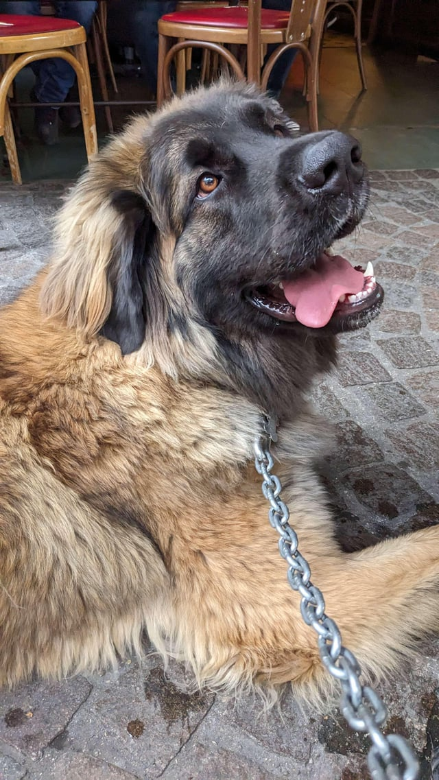 Cheezburger Image 10606610944