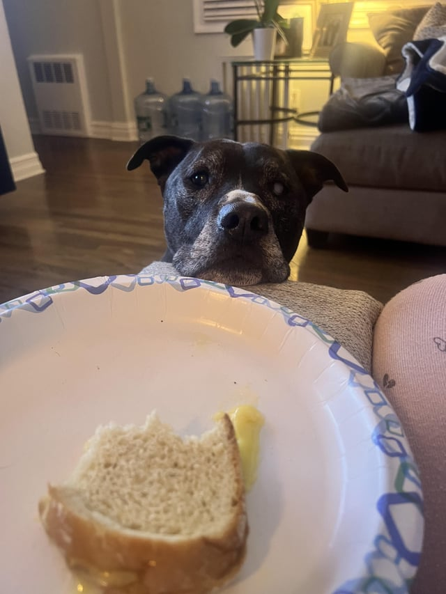 Cheezburger Image 10606612736