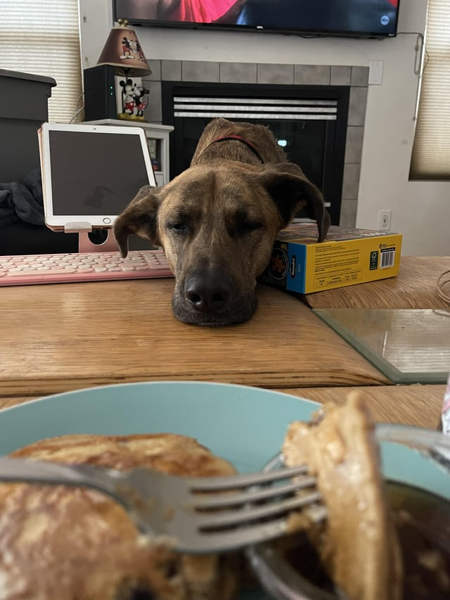 Cheezburger Image 10606613248