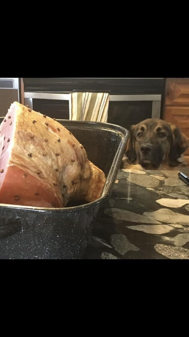 Cheezburger Image 10606613504