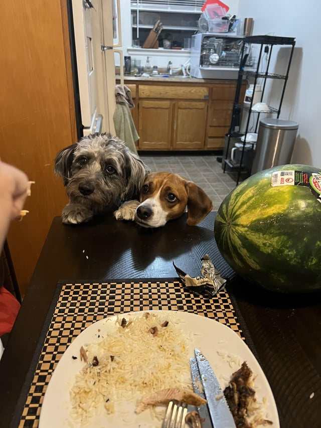 Cheezburger Image 10606614272