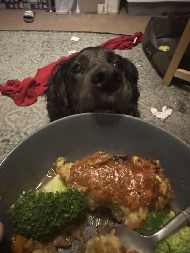 Cheezburger Image 10606614784