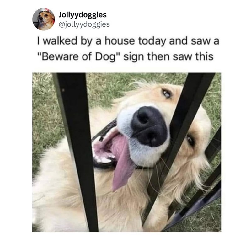 Jollyydoggies @jollyydoggies I walked by a house today and saw a "Beware of Dog" sign then saw this