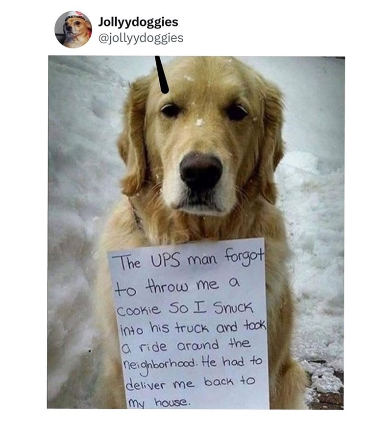 Jollyydoggies @jollyydoggies The UPS man forgot to throw me a Cookie So I Snuck into his truck and took a ride around the neighborhood. He had to deliver me back to my house.