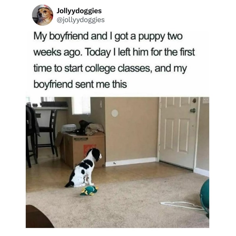 Jollyydoggies @jollyydoggies My boyfriend and I got a puppy two weeks ago. Today I left him for the first time to start college classes, and my boyfriend sent me this