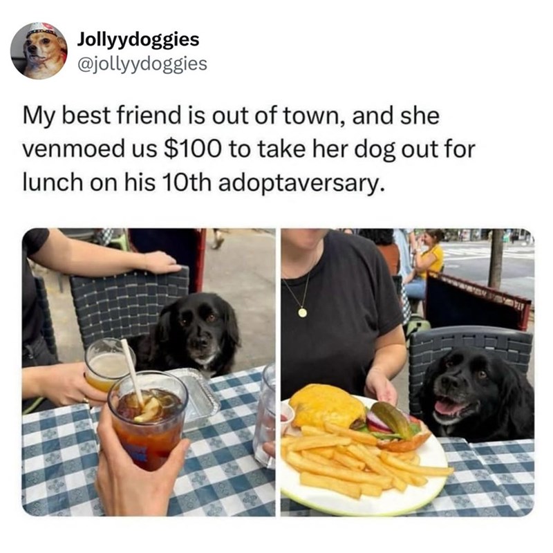 Jollyydoggies @jollyydoggies My best friend is out of town, and she venmoed us $100 to take her dog out for lunch on his 10th adoptaversary.