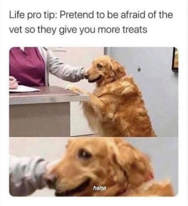 Life pro tip: Pretend to be afraid of the vet so they give you more treats hehe
