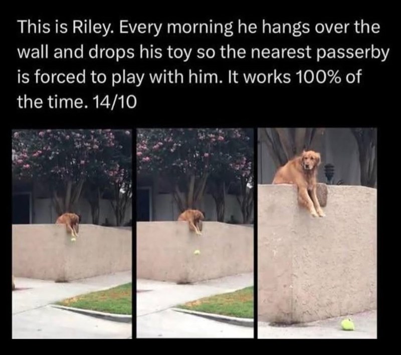 This is Riley. Every morning he hangs over the wall and drops his toy so the nearest passerby is forced to play with him. It works 100% of the time. 14/10