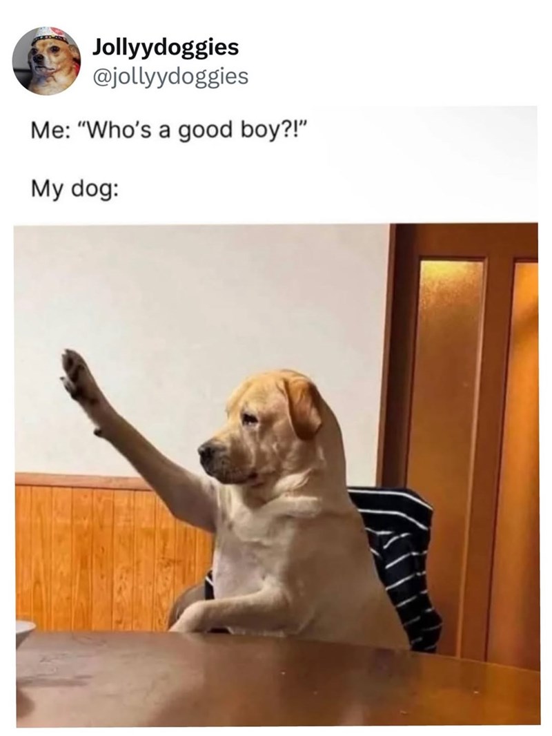 Jollyydoggies @jollyydoggies Me: "Who's a good boy?!" My dog: