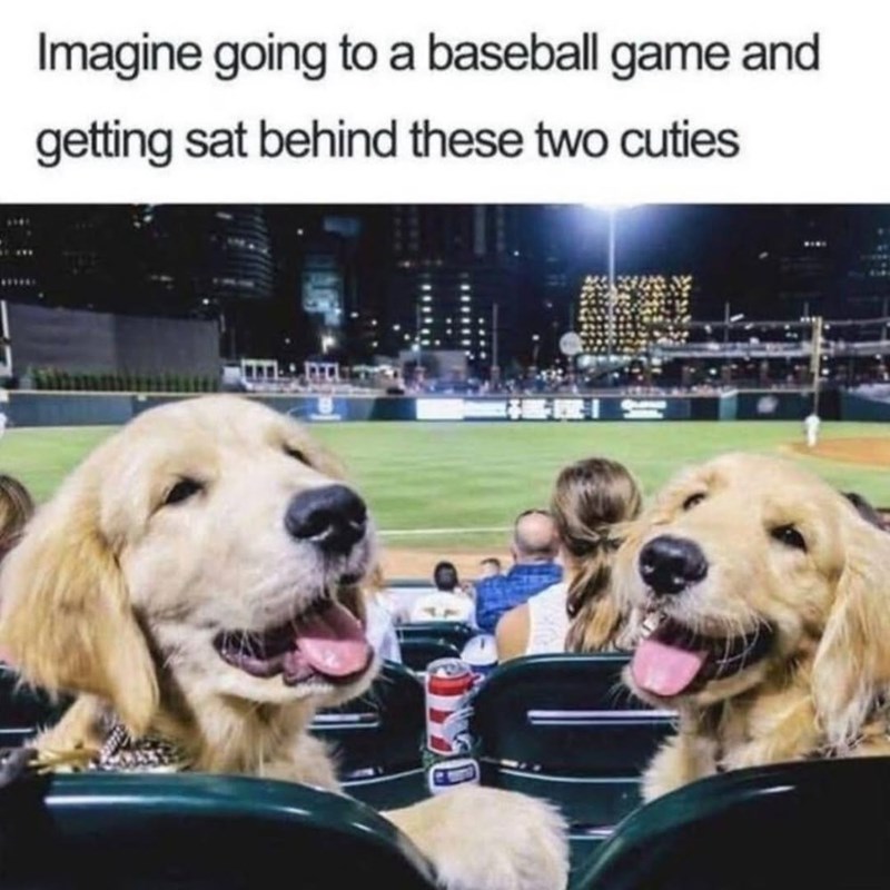Imagine going to a baseball game and getting sat behind these two cuties