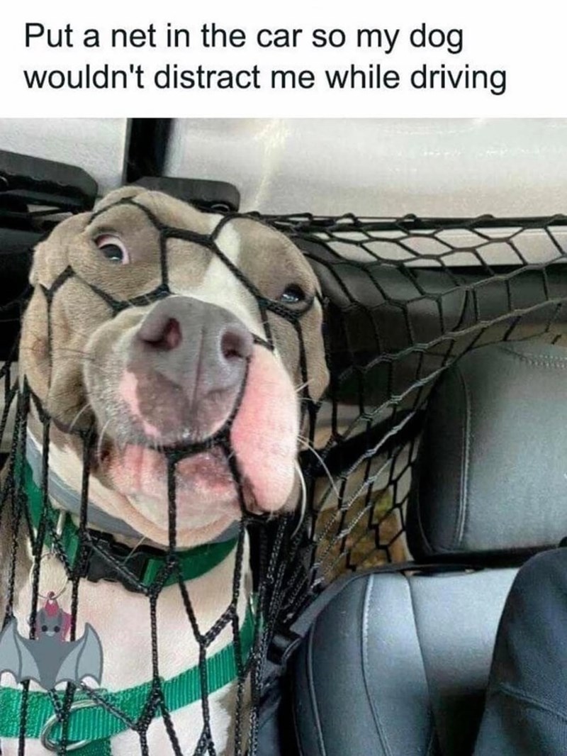 Put a net in the car so my dog wouldn't distract me while driving