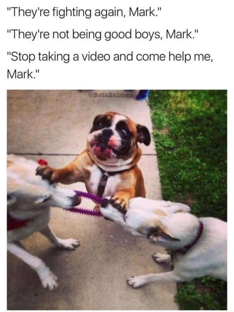 "They're fighting again, Mark." "They're not being good boys, Mark." "Stop taking a video and come help me, Mark." @BetaSalmon