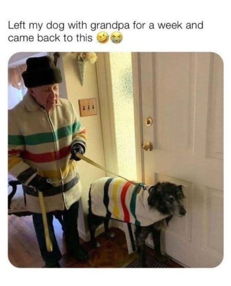 Left my dog with grandpa for a week and came back to this