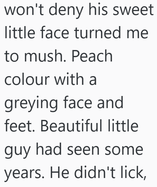 won't deny his sweet little face turned me to mush. Peach colour with a greying face and feet. Beautiful little guy had seen some years. He didn't lick,