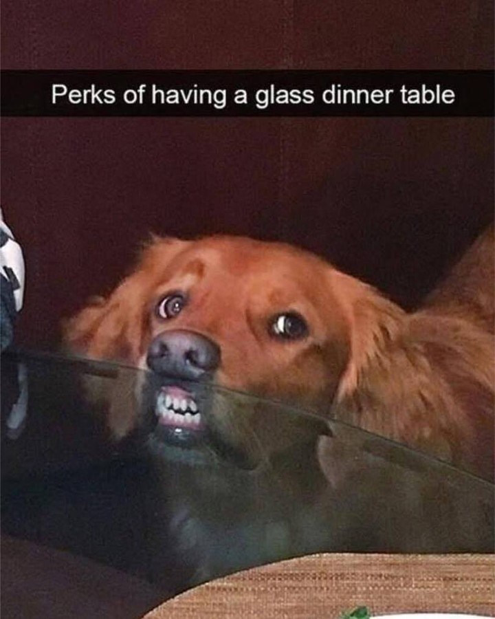 Perks of having a glass dinner table