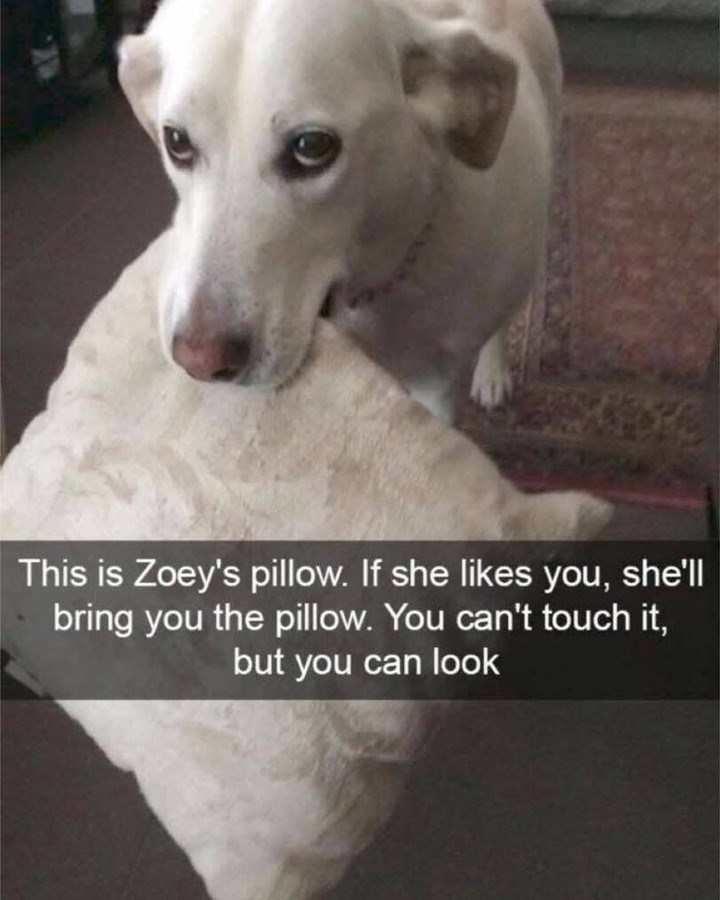 This is Zoey's pillow. If she likes you, she'll bring you the pillow. You can't touch it, but you can look