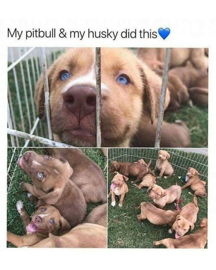 My pitbull & my husky did this