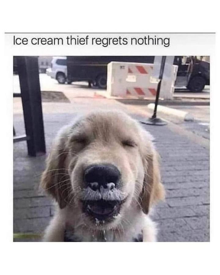 Ice cream thief regrets nothing