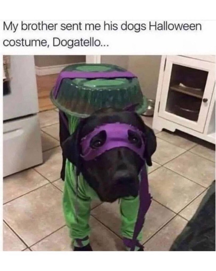 My brother sent me his dogs Halloween costume, Dogatello...