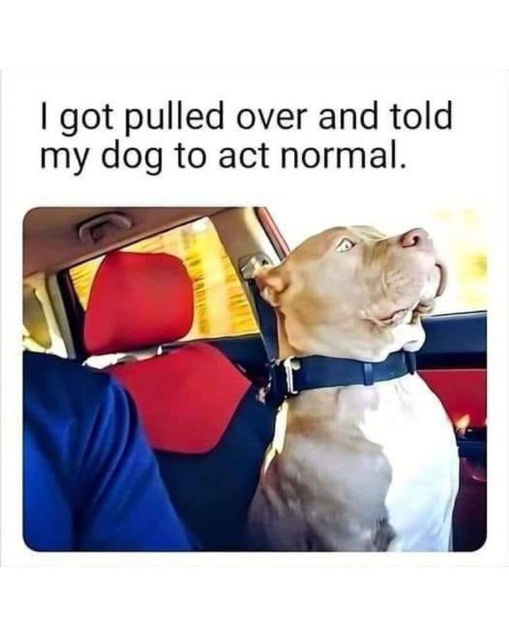 I got pulled over and told my dog to act normal.