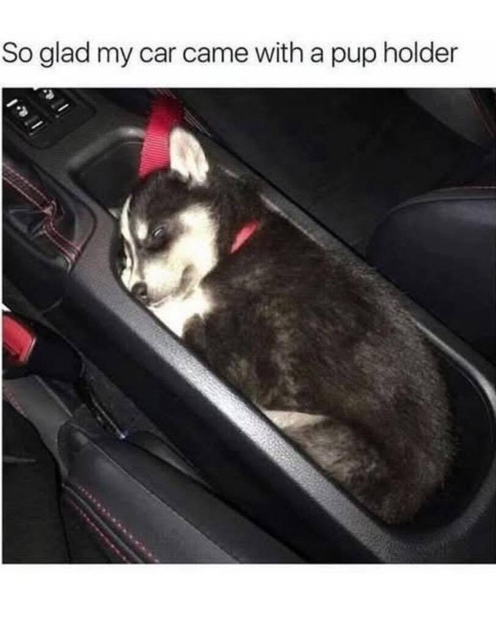 So glad my car came with a pup holder