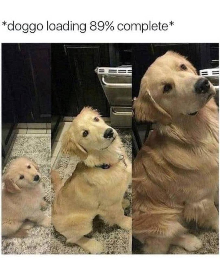 *doggo loading 89% complete' *
