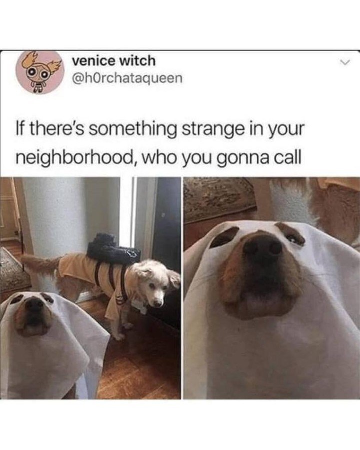 venice witch @hOrchataqueen If there's something strange in your neighborhood, who you gonna call