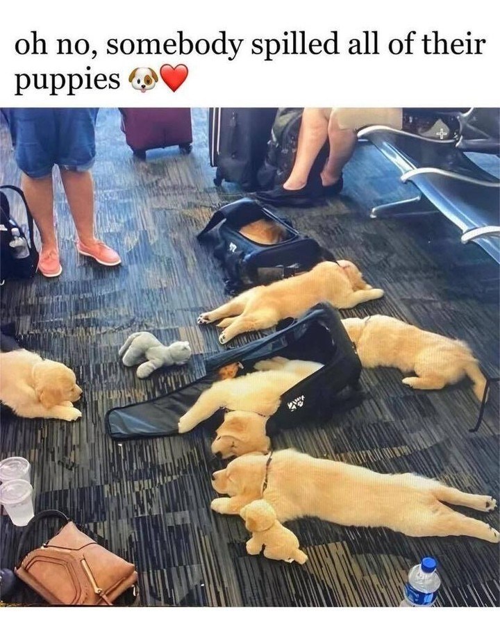 oh no, somebody spilled all of their puppies