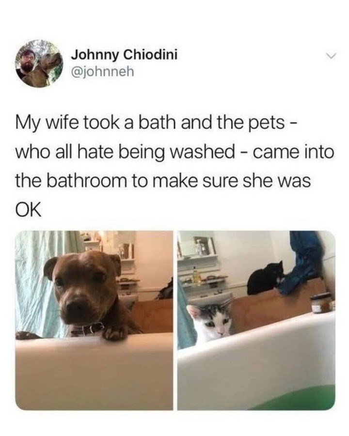 Johnny Chiodini @johnneh My wife took a bath and the pets - who all hate being washed - came into the bathroom to make sure she was OK