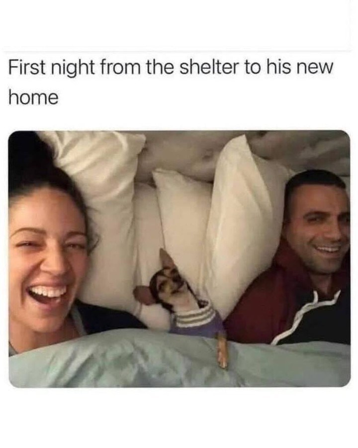 First night from the shelter to his new home