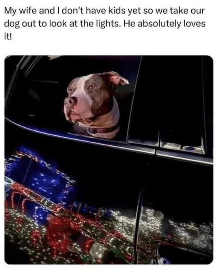 My wife and I don't have kids yet so we take our dog out to look at the lights. He absolutely loves it!