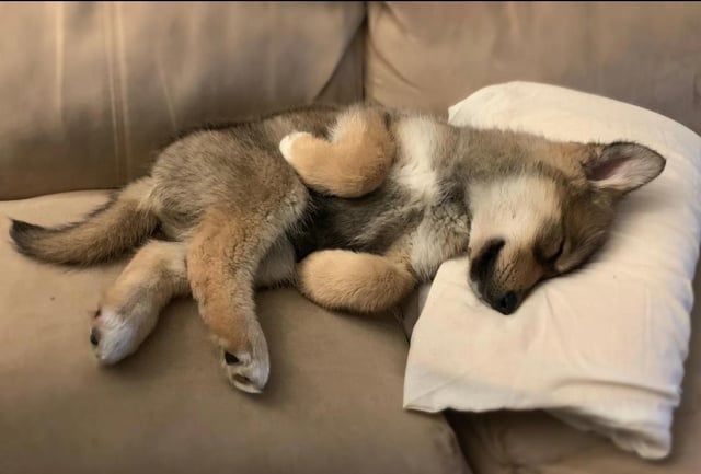 Cheezburger Image 10606653184