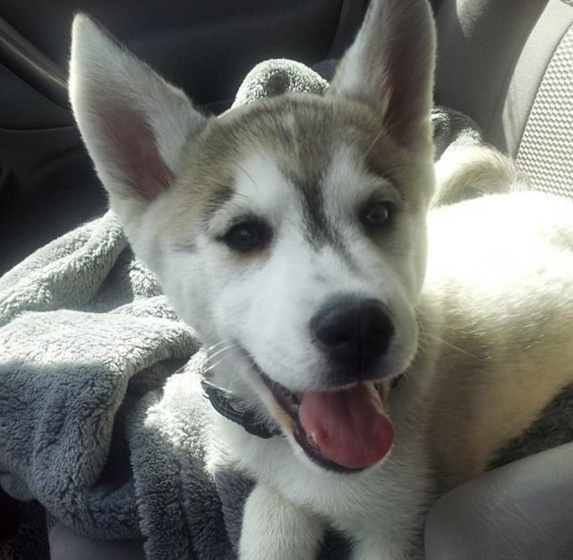 Cheezburger Image 10606653696