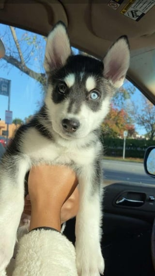 Cheezburger Image 10606654720