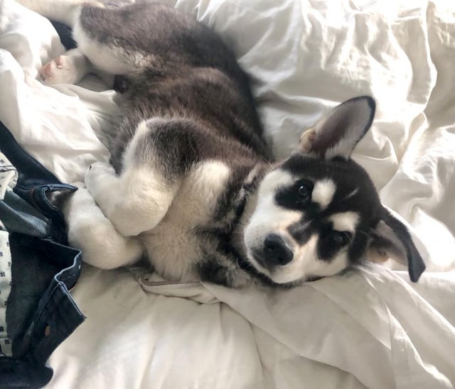 Cheezburger Image 10606655488