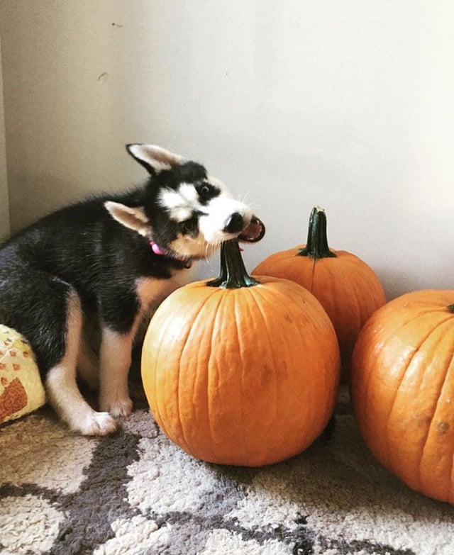 Cheezburger Image 10606656256