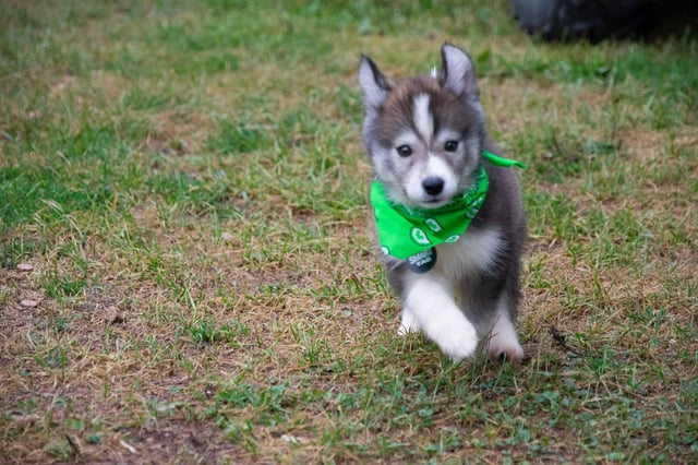 Cheezburger Image 10606657024