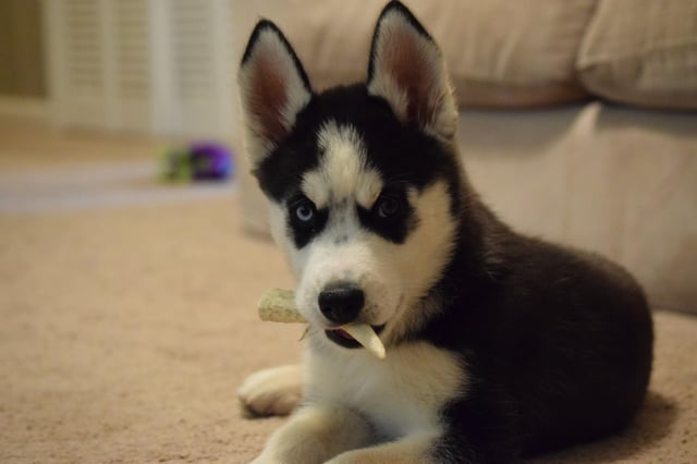 Cheezburger Image 10606657280