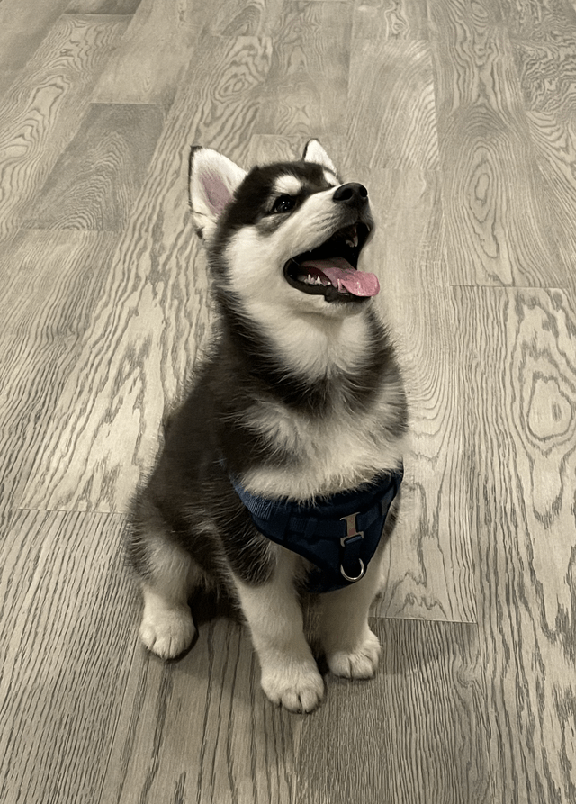 Cheezburger Image 10606657792