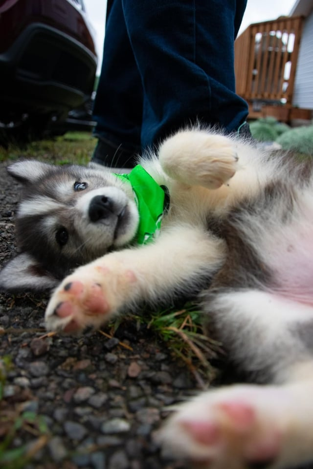 Cheezburger Image 10606658048