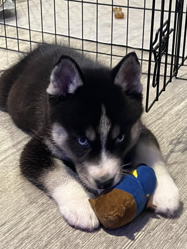 Cheezburger Image 10606658304