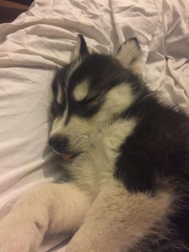 Cheezburger Image 10606659328