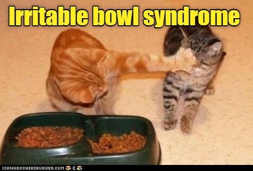 Cheezburger Image 10606751232