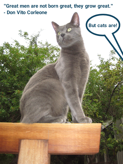 Cheezburger Image 10606770688