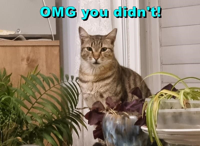 Cheezburger Image 10606772736