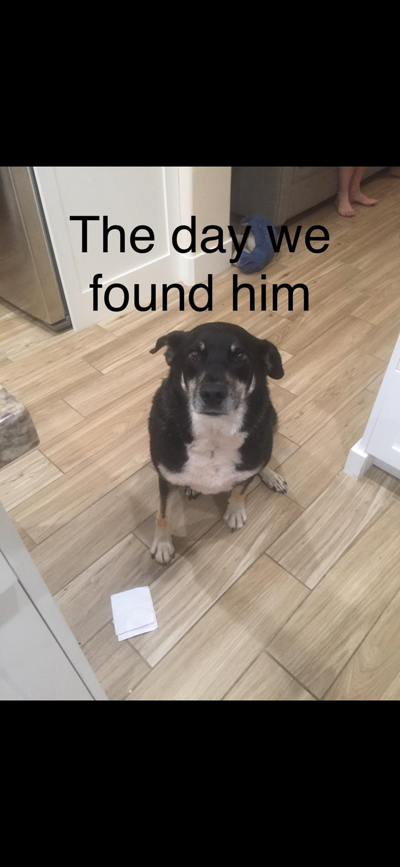 The day we found him