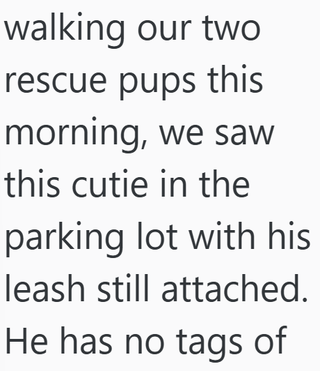 walking our two rescue pups this morning, we saw this cutie in the parking lot with his leash still attached. He has no tags of