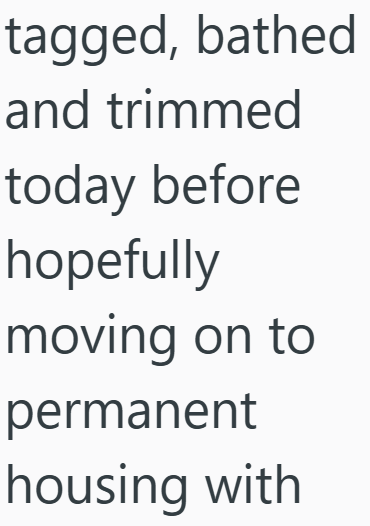 tagged, bathed and trimmed today before hopefully moving on to permanent housing with