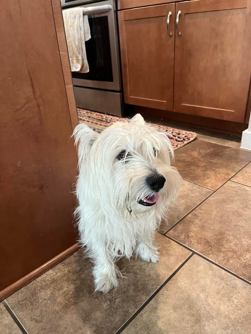 Cheezburger Image 10606785792