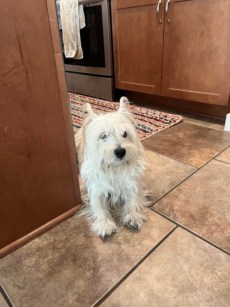 Cheezburger Image 10606786048